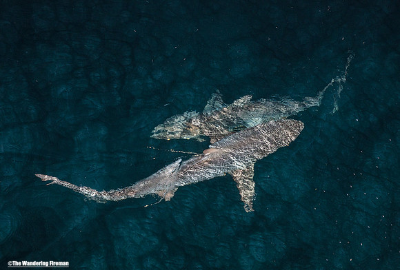 Galapagos sharks at night 9