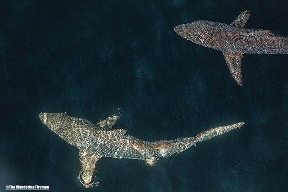 Galapagos sharks at night 10