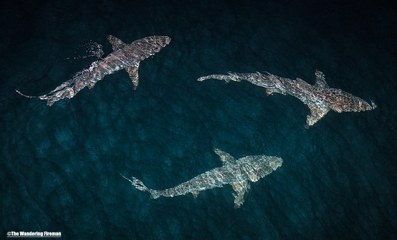 Galapagos sharks at night 13