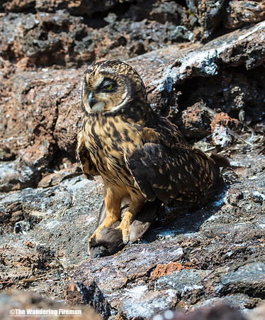 Galapagos Short Eared Owl 2
