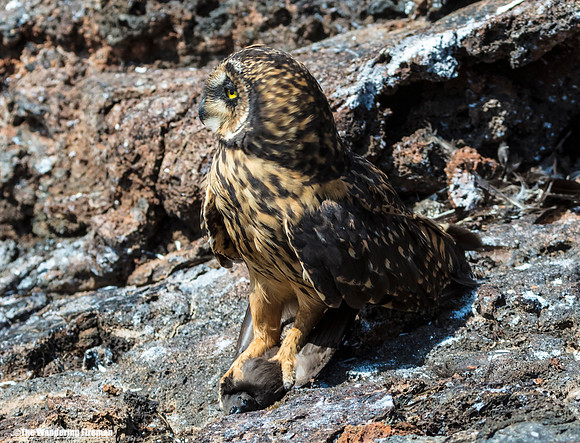 Galapagos Short Eared Owl