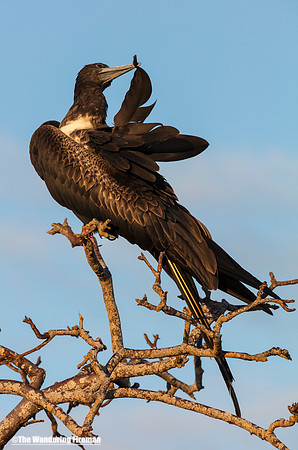 Juvenile Frigate bird preening in the Galapagos Islands