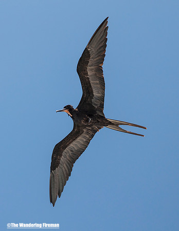 Juvenile Great Frigate bird 2