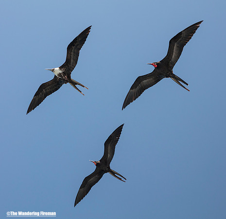 Juvenile Great Frigate bird and two