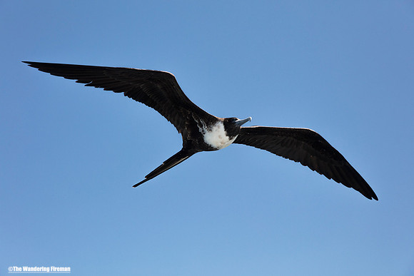 Juvenile great Frigate bird
