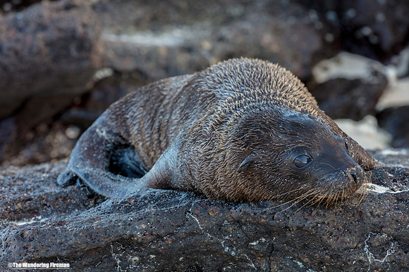Juvenile sea lion relaxing