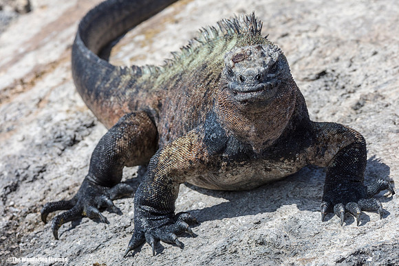 Large aggresive male marine iguana in the Galapagos Islands
