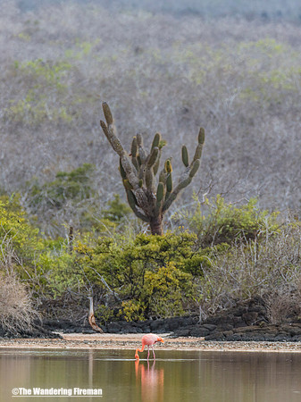 Lone Flamingo on a pond in the Galapagos Islands