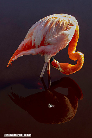 Lone Flamingo on Isabela Island of the Galapagos Islands