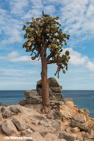 Lone tree in the Galapagos Islands