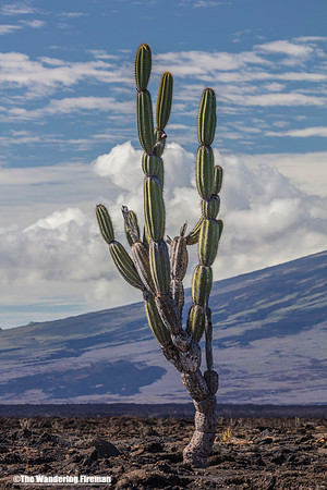 Lone tree landscape in the Galapagos Islands