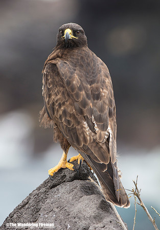 Male Galapagos Hawk in the Galapagos Islands 2