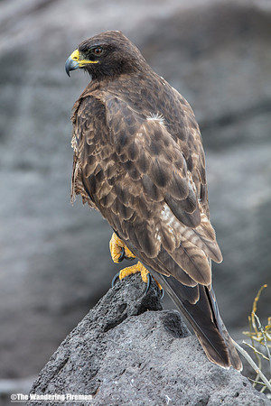 Male Galapagos Hawk in the Galapagos Islands 4