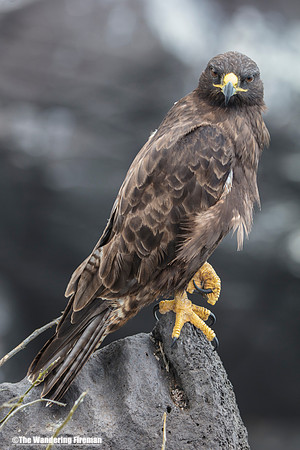 Male Galapagos Hawk in the Galapagos Islands 6