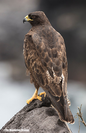 Male Galapagos Hawk in the Galapagos Islands