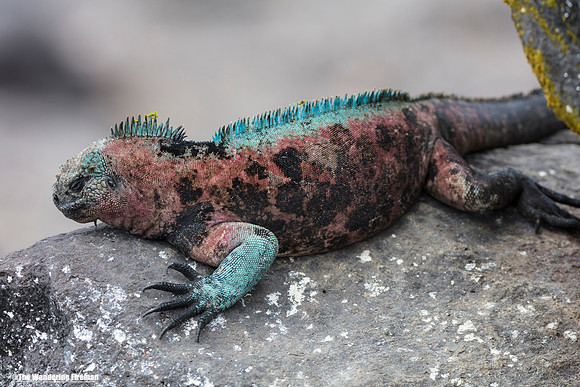 Male Land Iguana in the Galapagos Islands