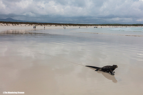 Marine iguana crawling on a beach on Santa Cruz Galapagos Islands
