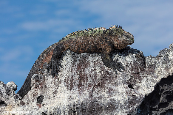Marine Iguana sunning itself on Isabela Island of the Galapagos Islands
