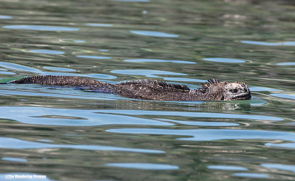 Marine iguana swimming in the Galapagos Islands