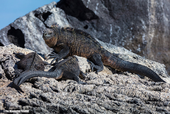 Marine iguanas on Isabela Island of the Galapagos Islands