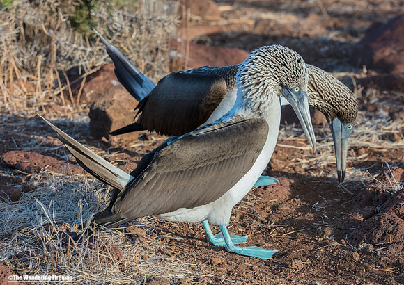 Mated pair of Blue Footed Booby Birds in the Galapagos Islands