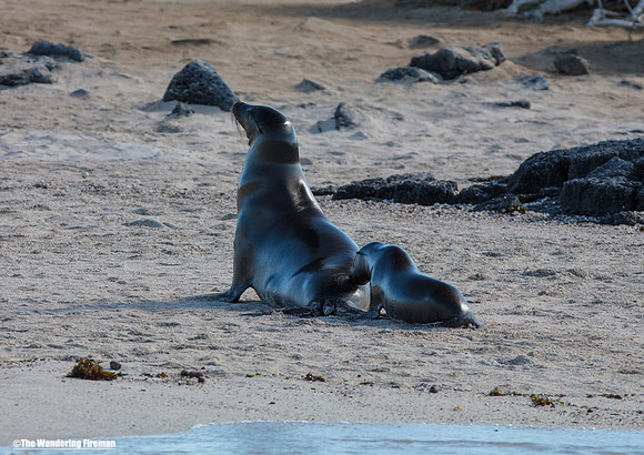 Mother and child Sea Lion in the Galapagos Islands