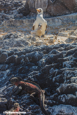 Mother Nasca Booby Bird and her chick and Marine Iguana in the Galapagos Islands
