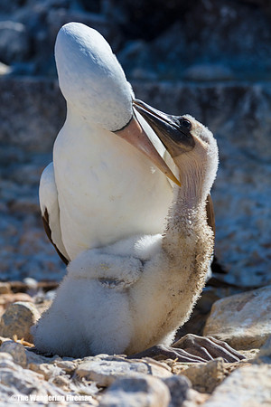 Mother Nasca Booby Bird and her chick in the Galapagos Islands 2