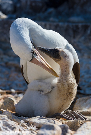 Mother Nasca Booby Bird and her chick in the Galapagos Islands 3