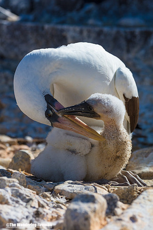 Mother Nasca Booby Bird and her chick in the Galapagos islands 4