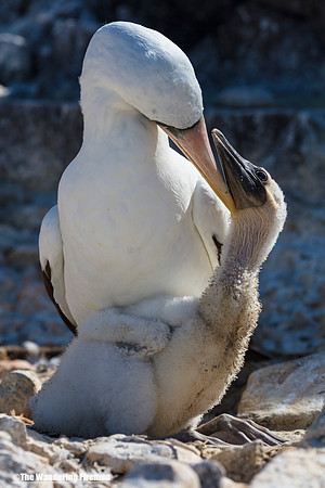 Mother Nasca Booby bird and her chick in the Galapagos Islands