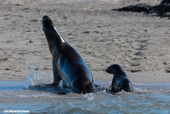 Mother Sea Lion and her baby in the Galapagos Islands