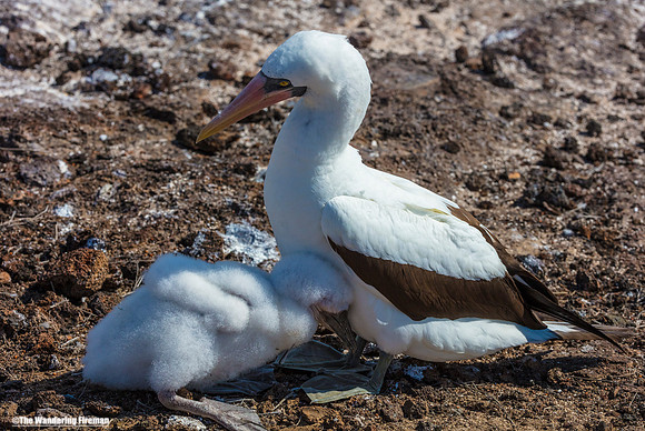 Nasca Booby bird and chick