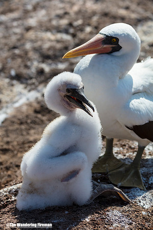 Nasca Booby Bird mother and chick