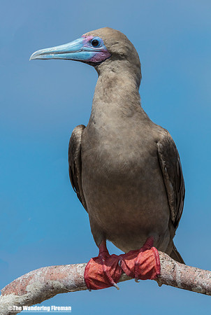 Red Footed Booby Bird