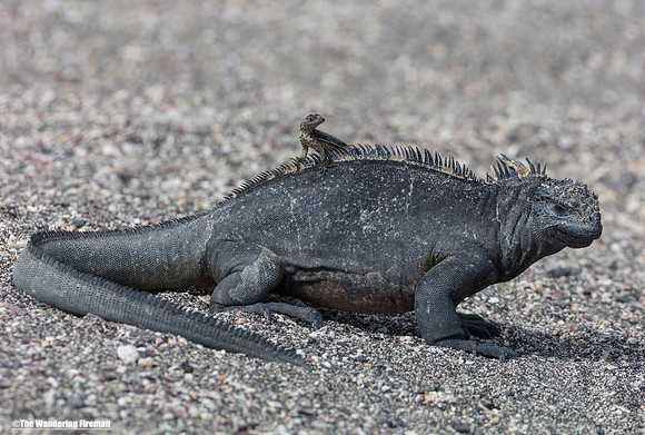 Salamander hitches a ride on a marine iguana in the Galapagos islands