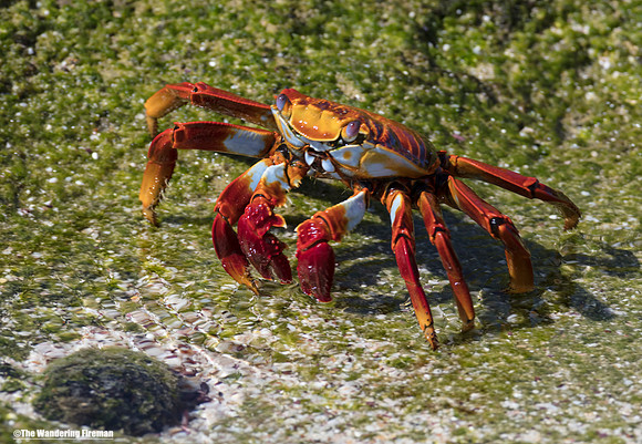 Sally Lightfoot Crab 3