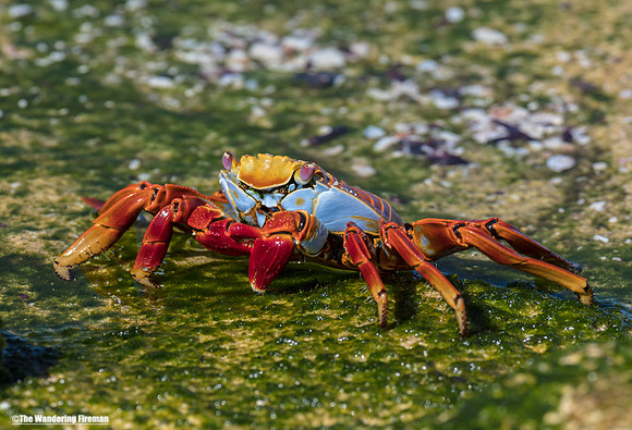 Sally Lightfoot Crab 6