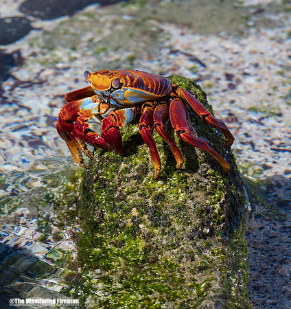 Sally Lightfoot Crab on a rock
