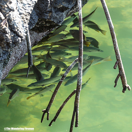 School of fish in the water in the Galapagos Islands