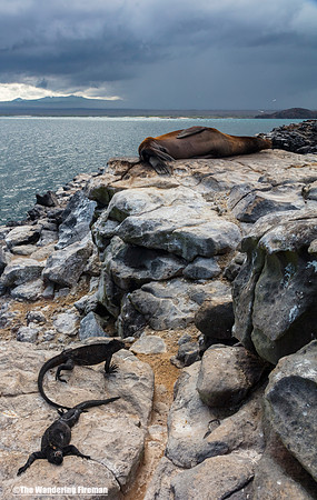 Sea lion and iguanas on the shore of the Galapagos Islands