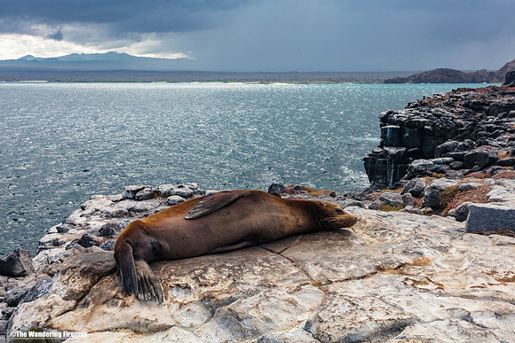 Sea Lion asleep on the shore in the Galapagos Islands