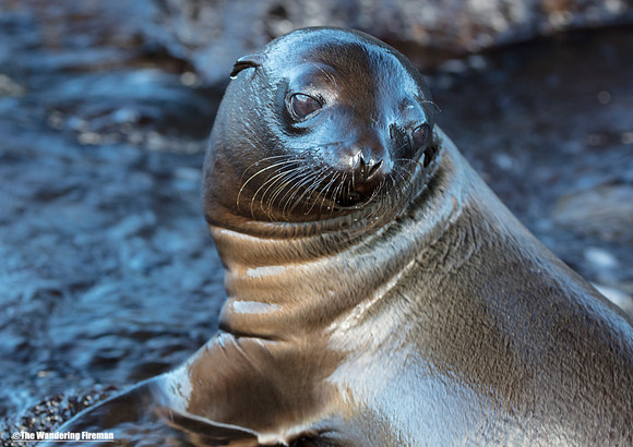 Sea Lion in the Galapagos Islands 4