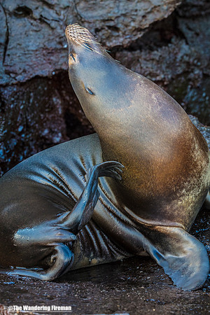 Sea Lion in the Galapagos Islands