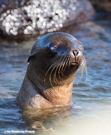 Sea lion looking out from the sea in the Galapagos Islands