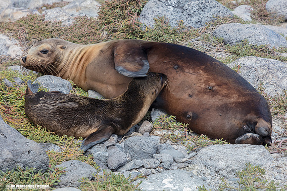 Sea Lion mother suckling baby in the Galapagos Islands