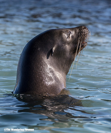 Sea Lion of the Galapagos Islands