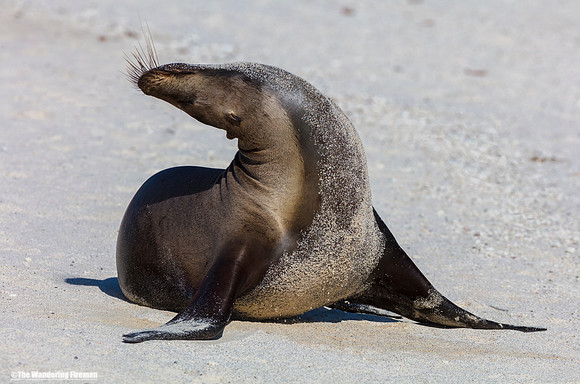 Sea Lion on a beach