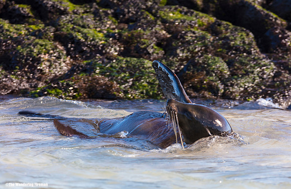 Sea Lion playing in the water
