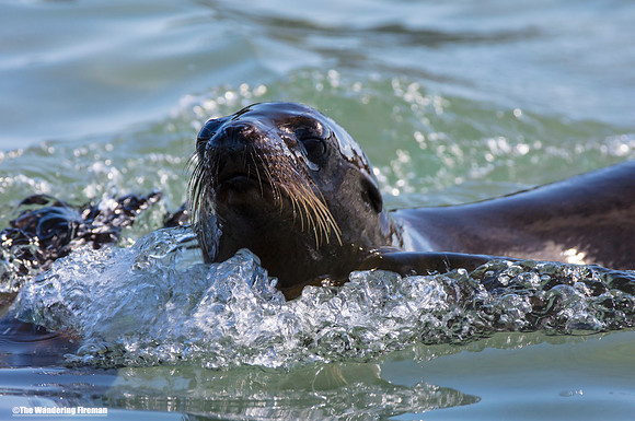 Sea Lion swimming in the Galapagos Islands
